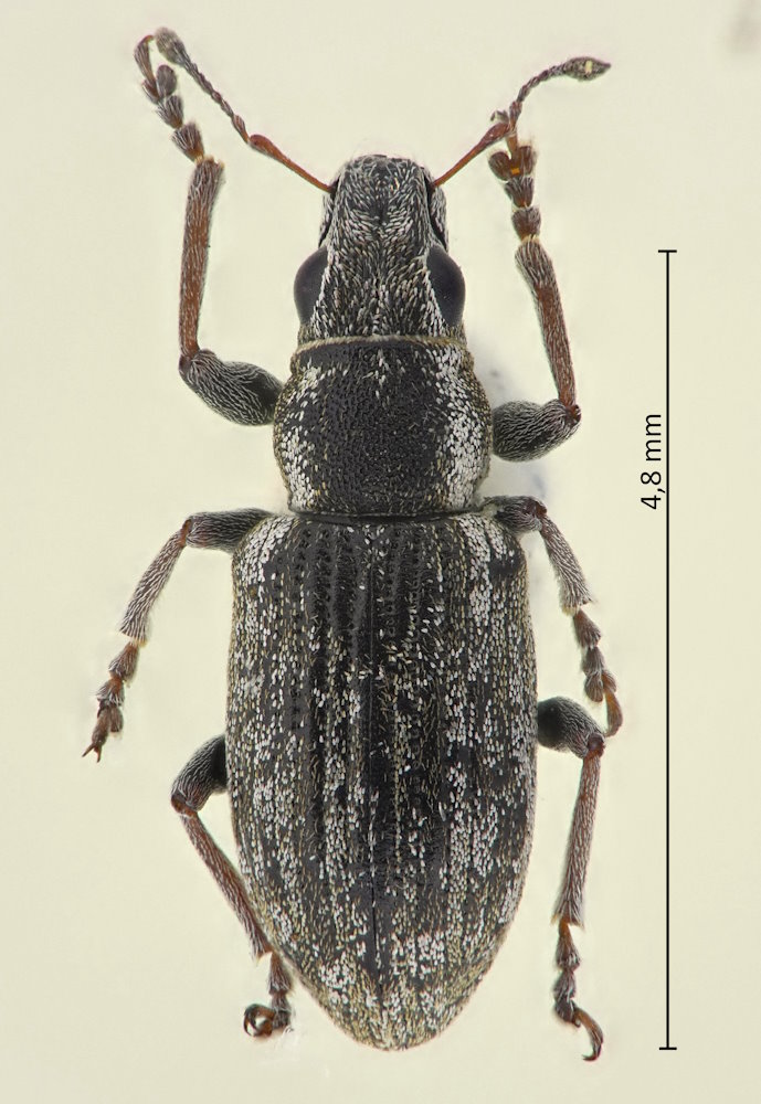 Sitona suturalis