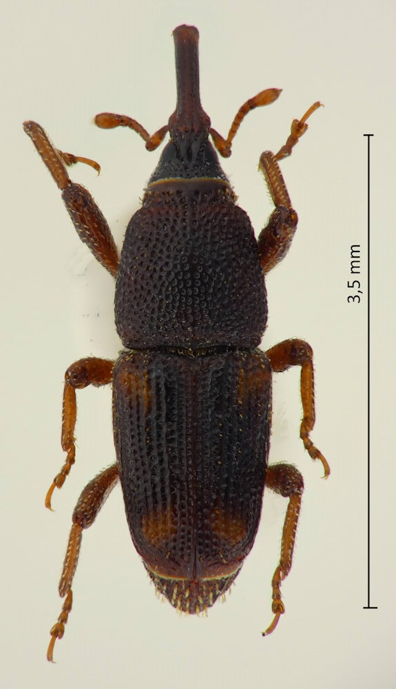Sitophilus zeamais