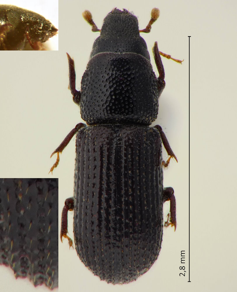 Stenoscelis longisetosa
