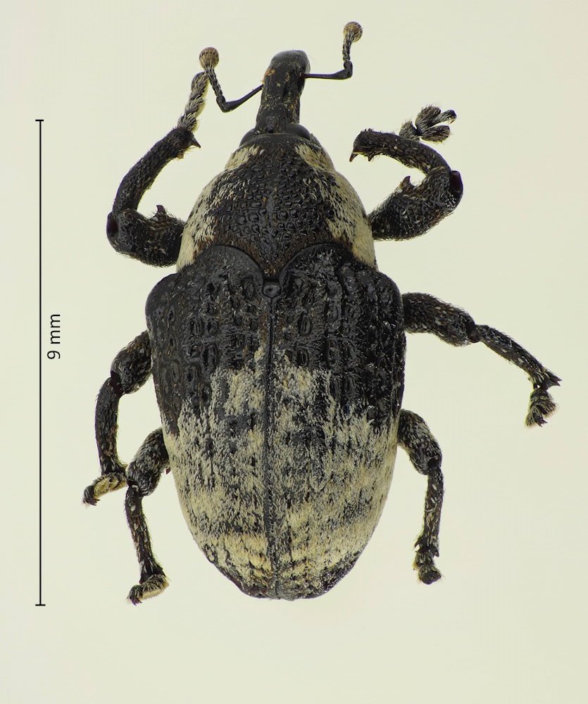 Sternuchopsis trifida