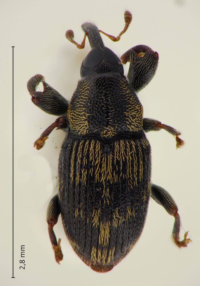 Telephae murakamii