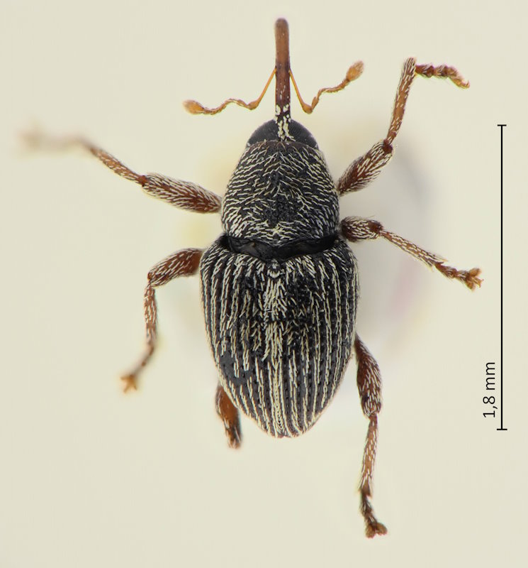 Koreoculio minutissima