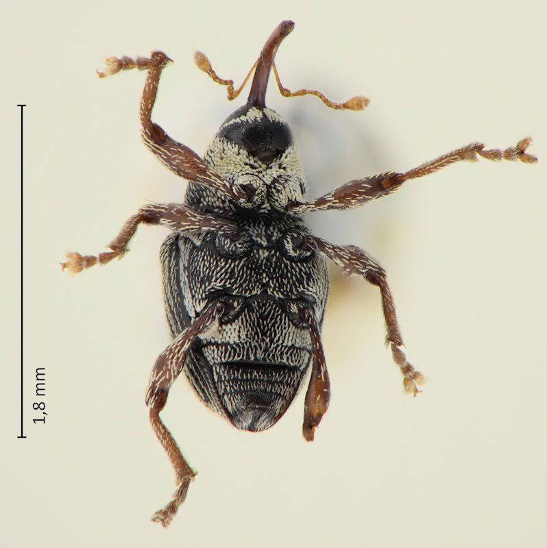 Koreoculio minutissima