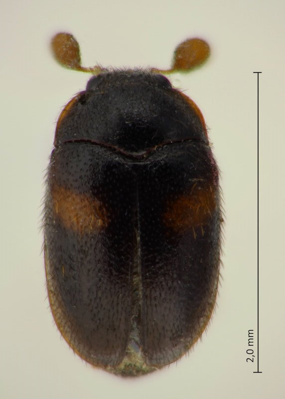 Orphinus japonicus