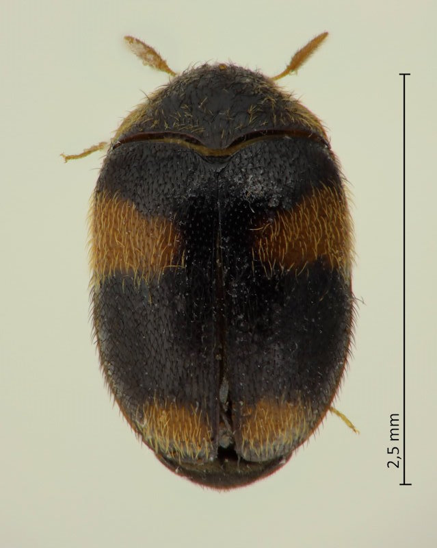 Orphinus quadrimaculatus