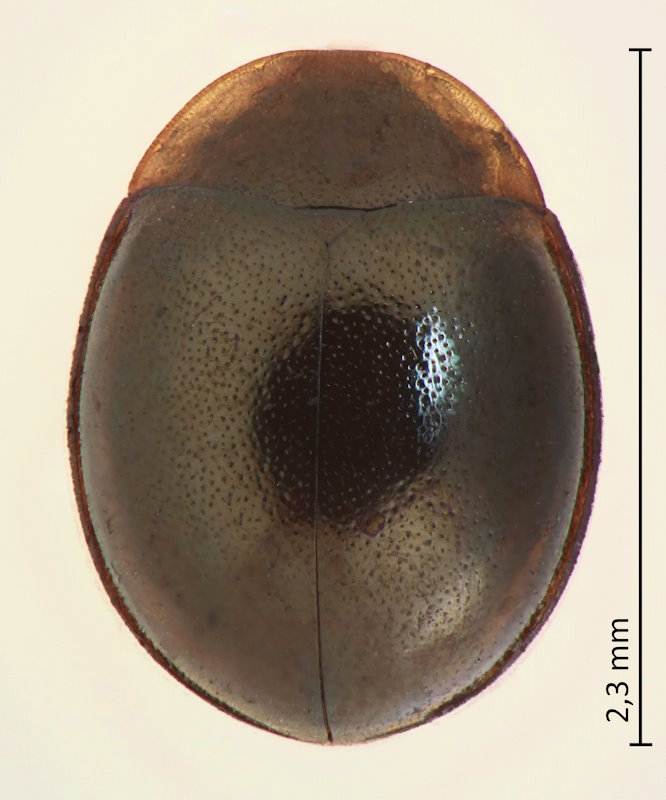 Aphanocephalus cf. hemisphaericus