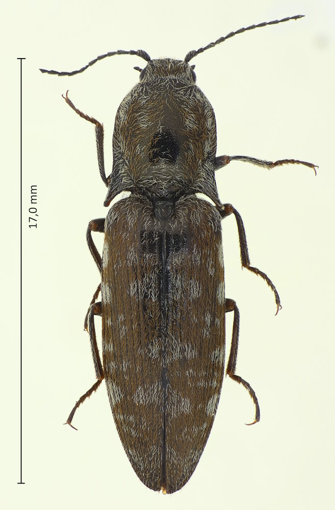 Actenicerus orientalis