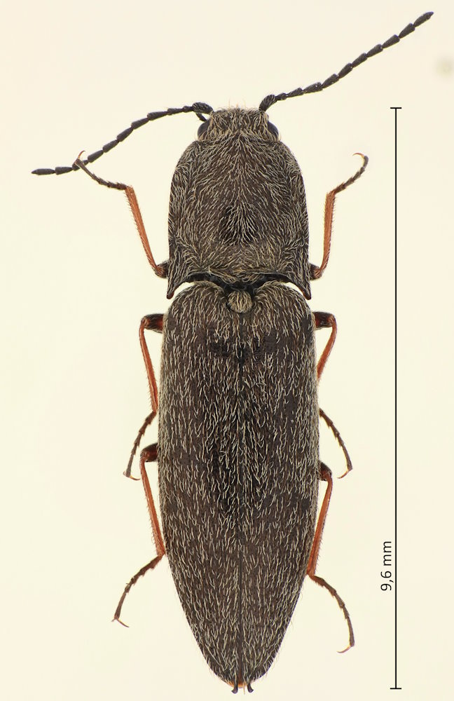 Actenicerus aerosus
