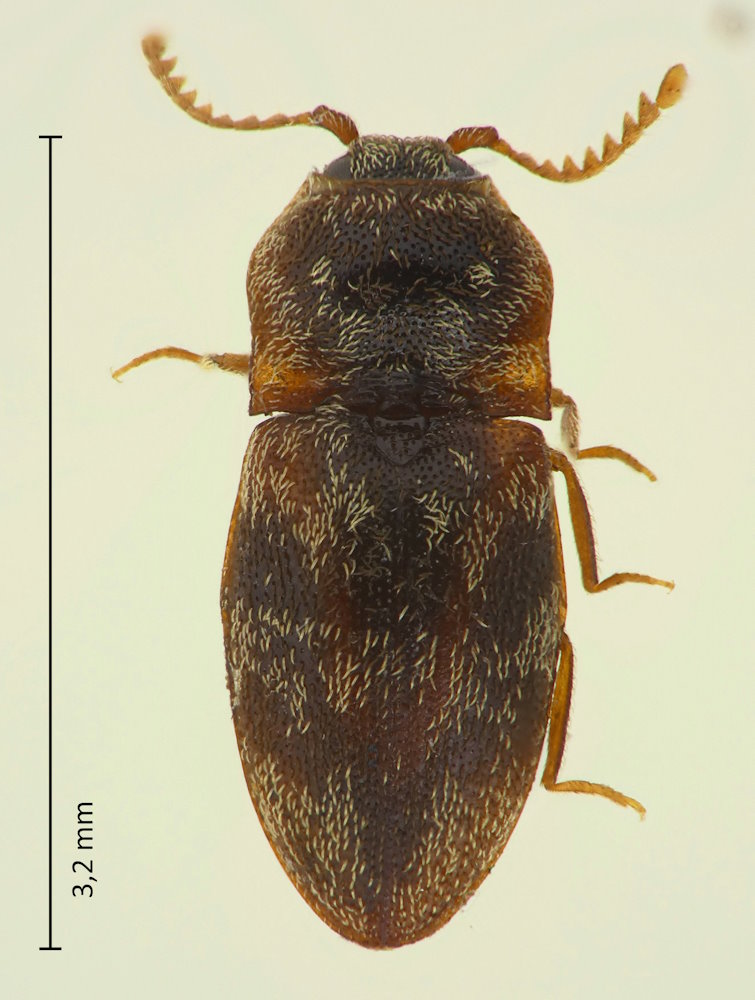 Adelocera difficilis