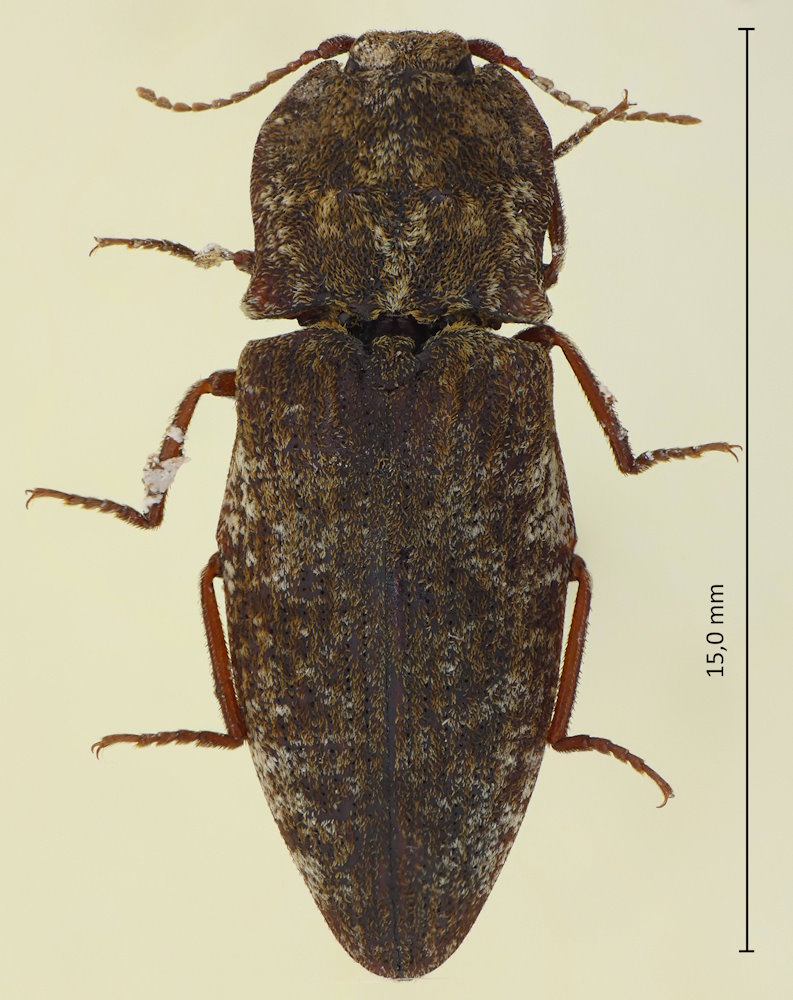 Agrypnus binodulus