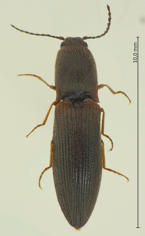 Athousius humeralis