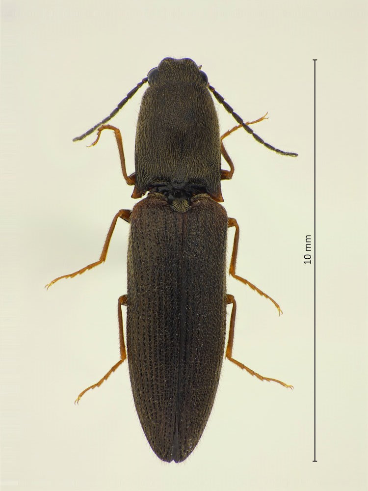 Athousius humeralis