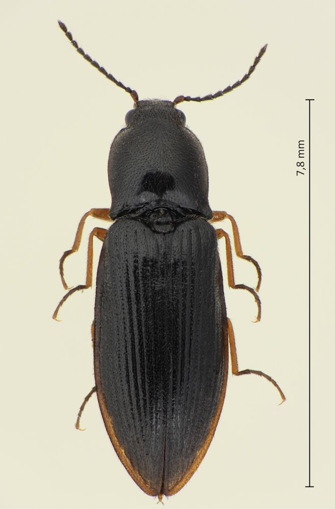 Calambus mundulus