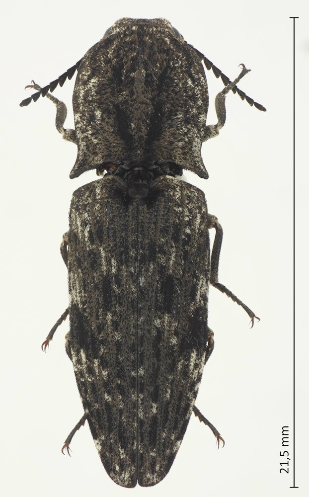 Cryptalaus berus