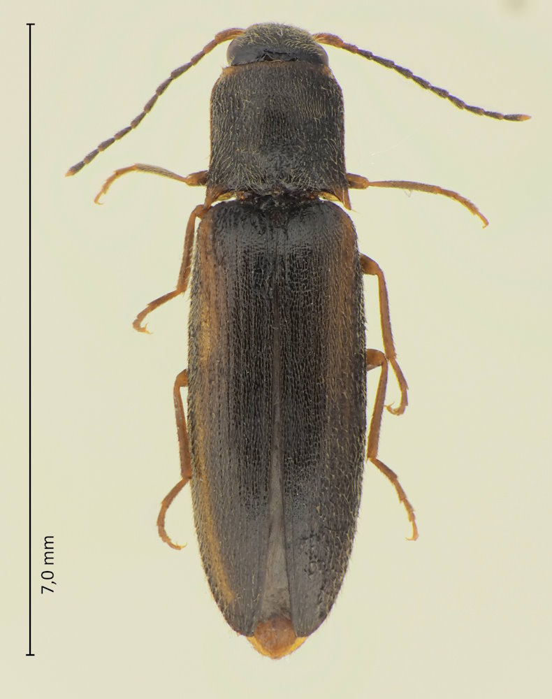 Dalopius exilis