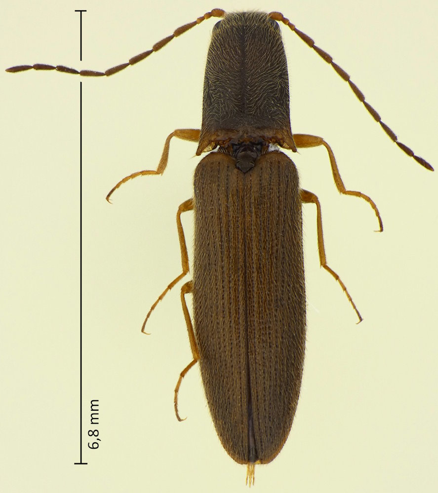 Dolerosomus gracilis
