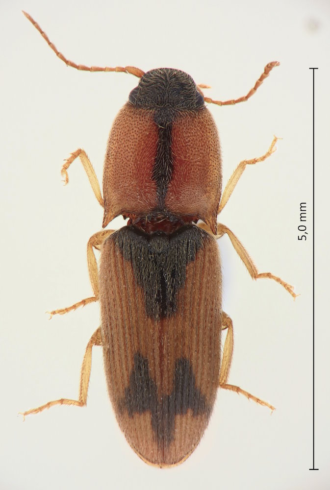 Drasterius agnatus
