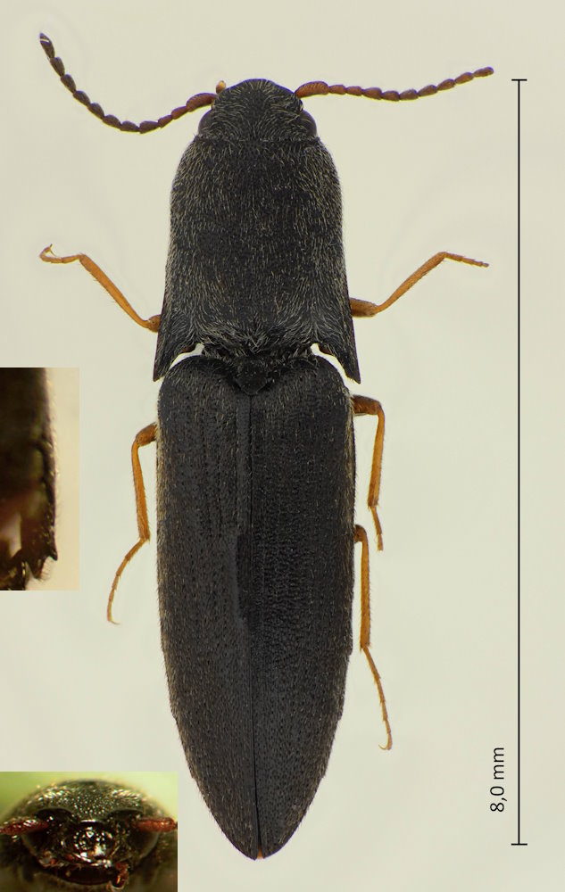 Ectinus insidiosus