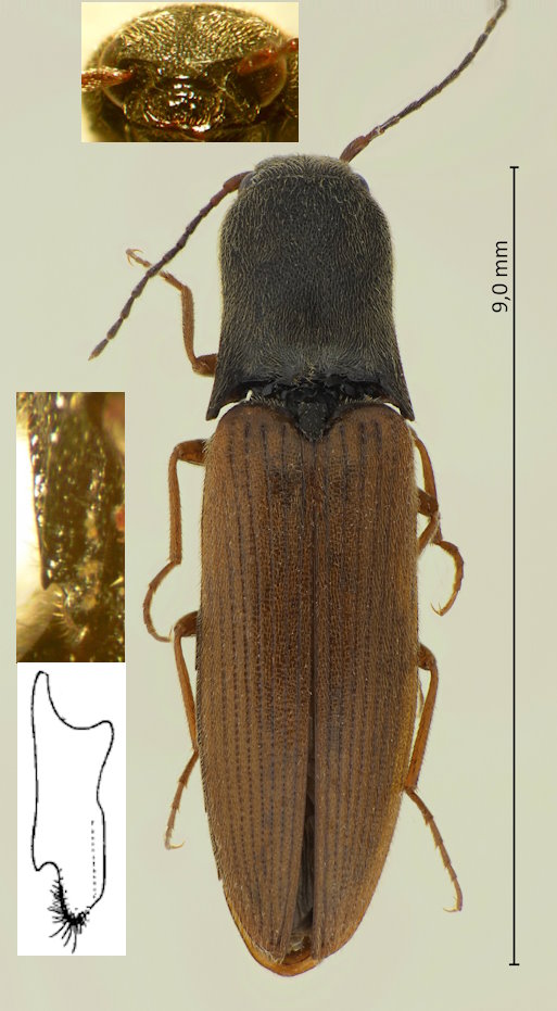 Ectinus sericeus