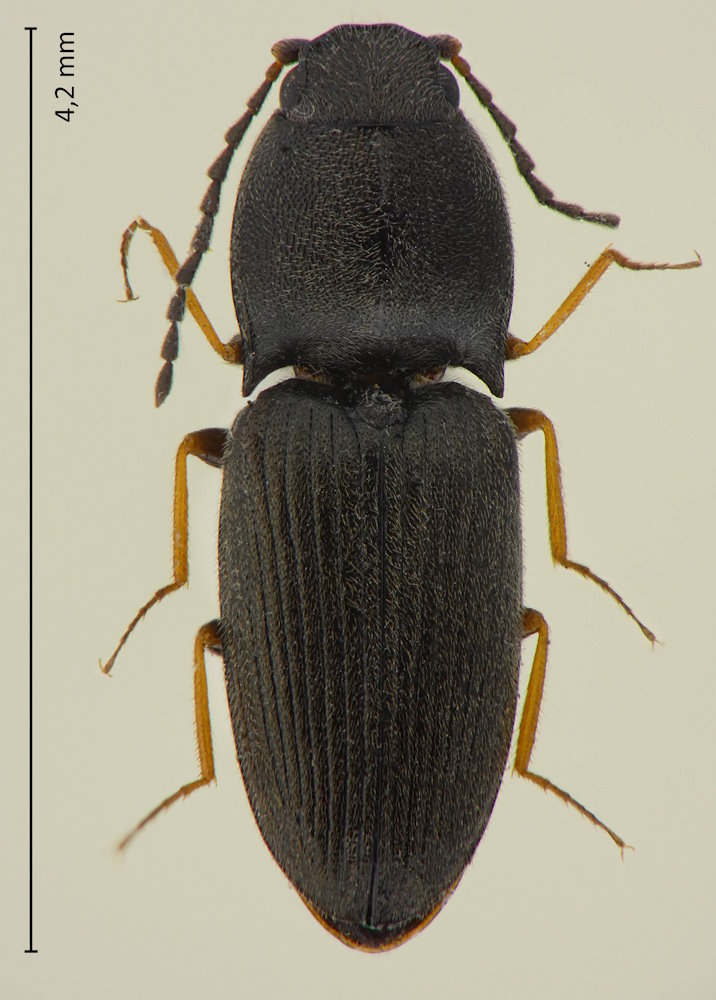 Negastriinae sp.