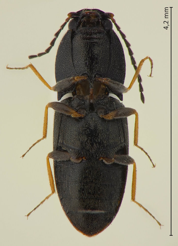 Negastriinae sp.