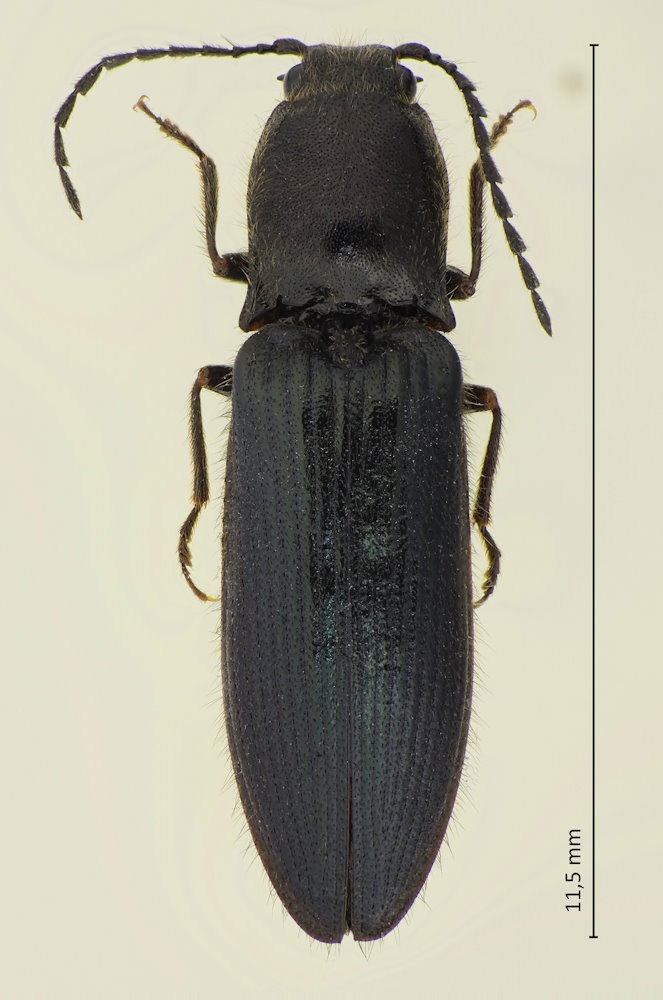 Elateridae sp.