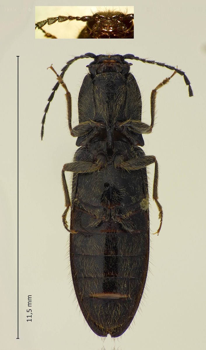 Elateridae sp.