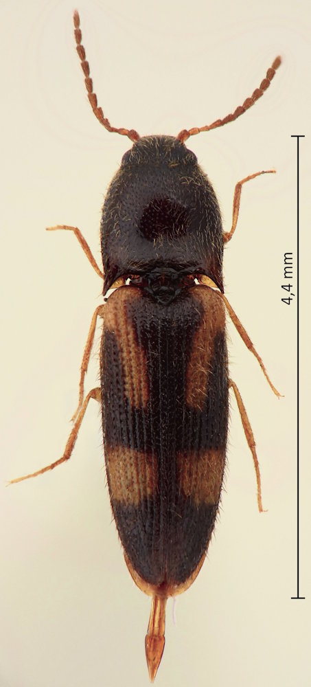 Gamepenthes similis