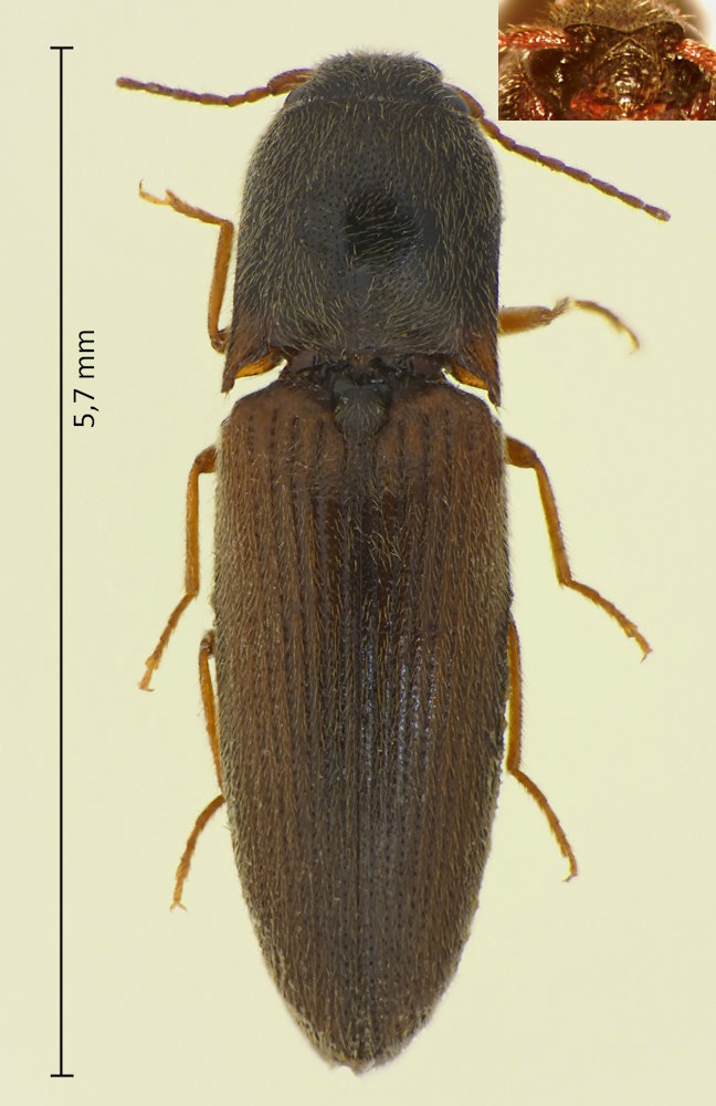 Glyphonyx bicolor