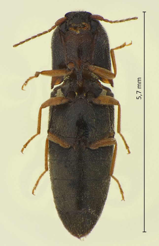 Glyphonyx bicolor