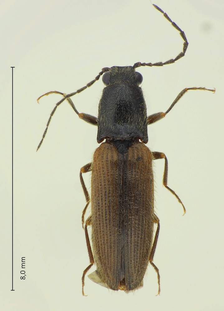 Hemicrepidius jactatus