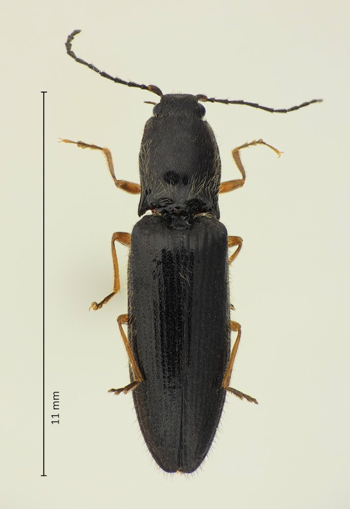 Hemicrepidius sinuatus