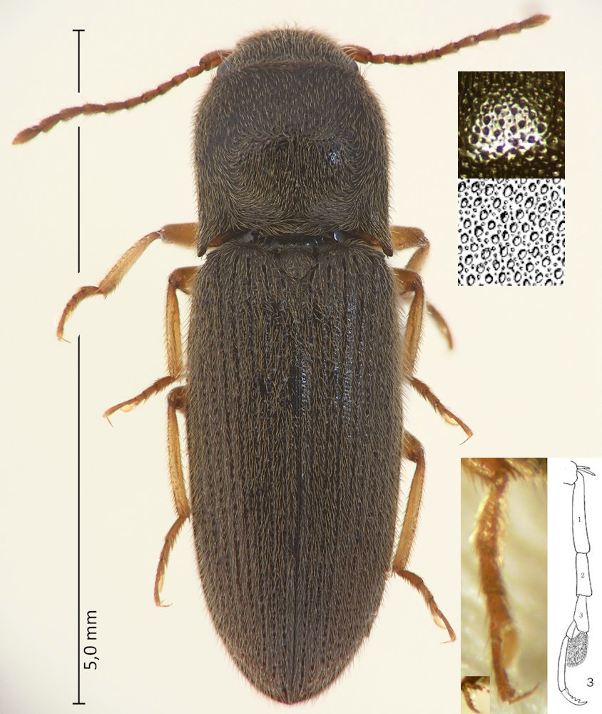 Lanecarus palustris
