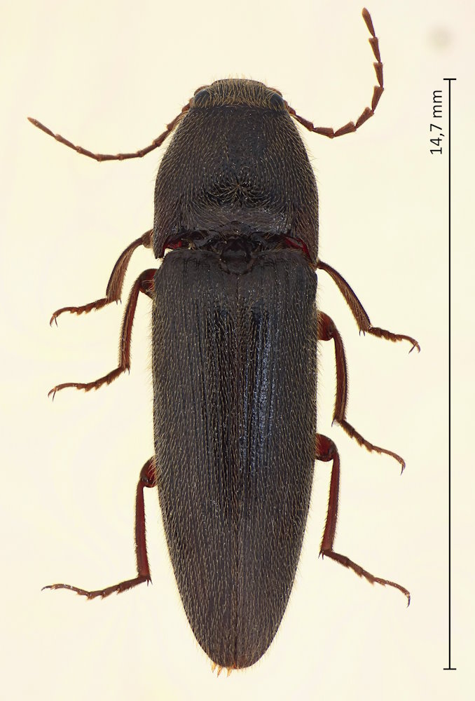 Melanotus annosus