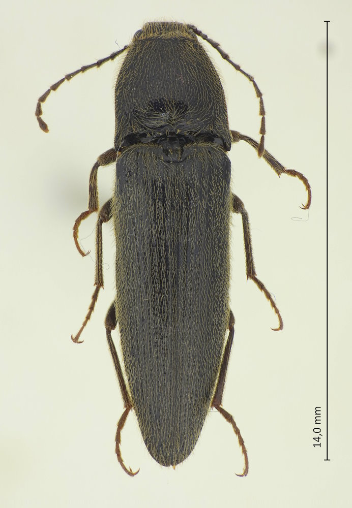 Melanotus cf. correctus
