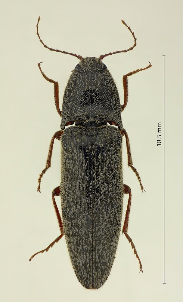 Melanotus legatus