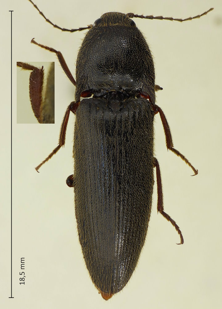Melanotus legatus