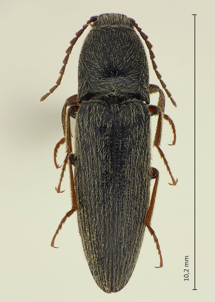 Melanotus cf. senilis