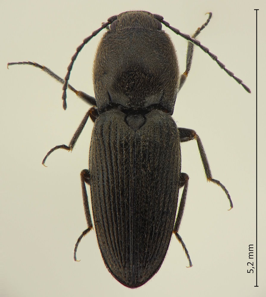 Paracardiophorus pullatus