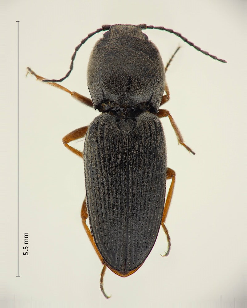 Paracardiophorus sequens