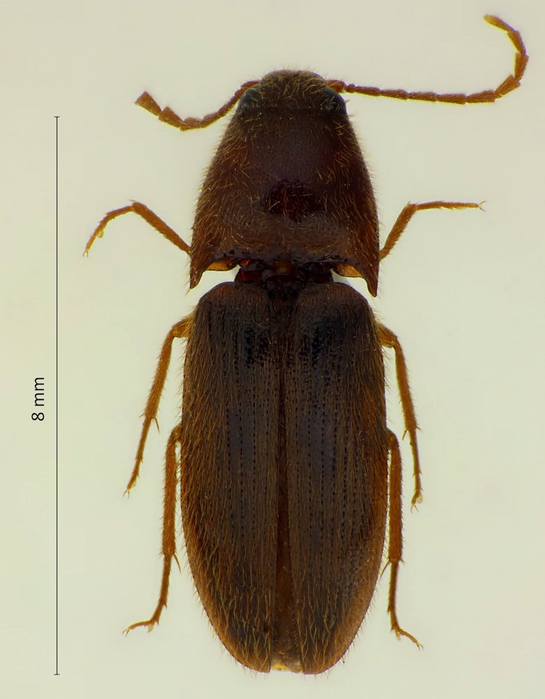 Podeonius aquilis