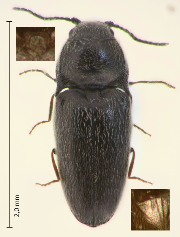 Quasimus japonicus