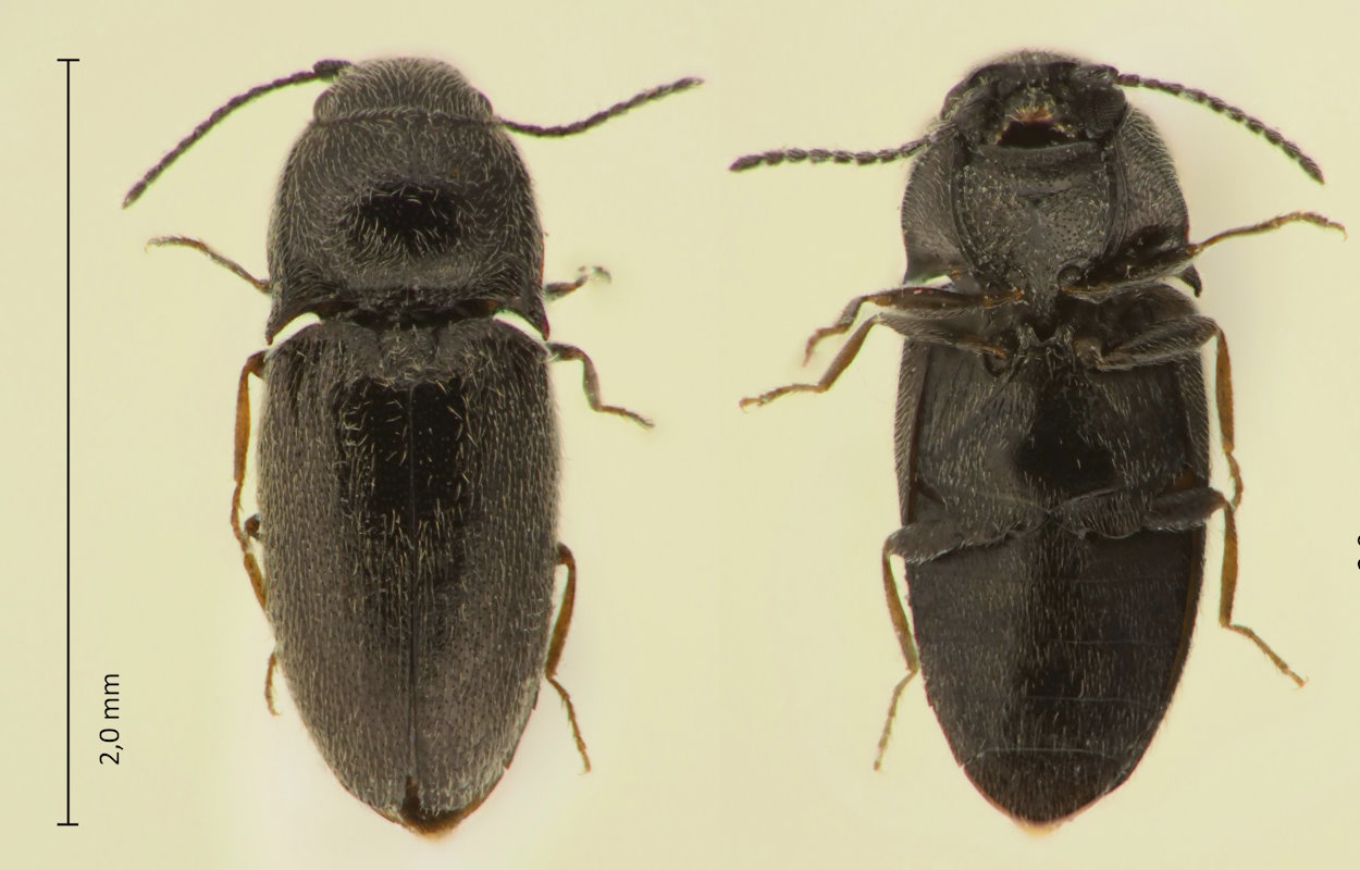 Quasimus ovalis