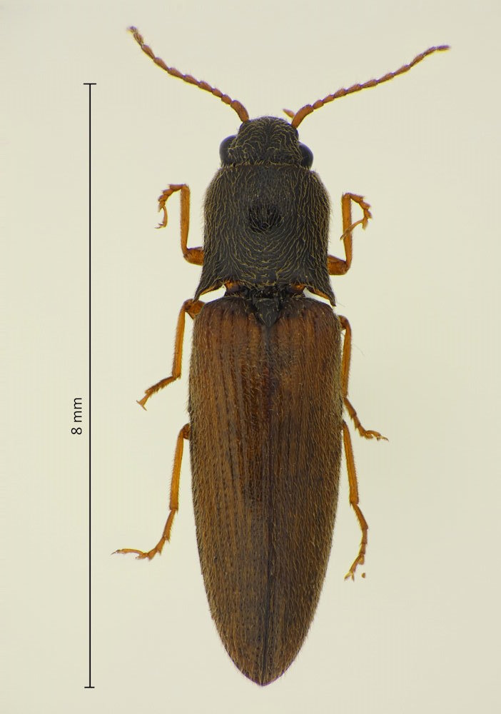 Silesis musculus