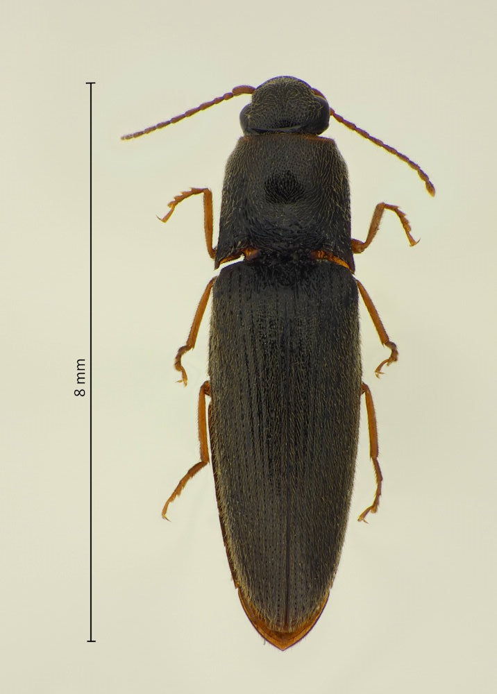 Silesis musculus