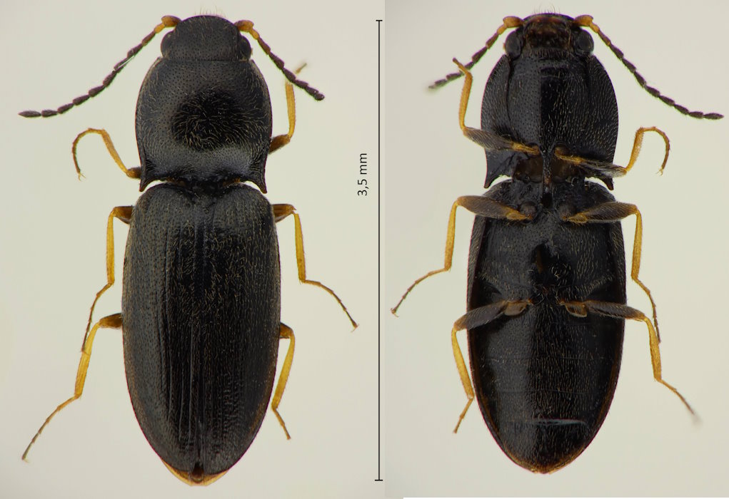 Fleutiauxellus sp.