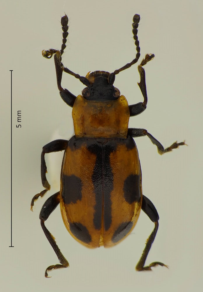 Ancylopus pictus