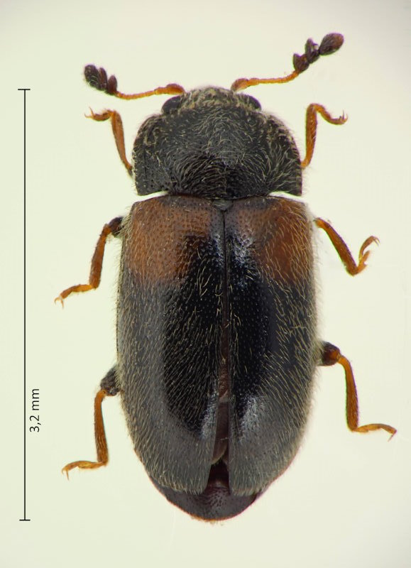 Ectomychus basalis