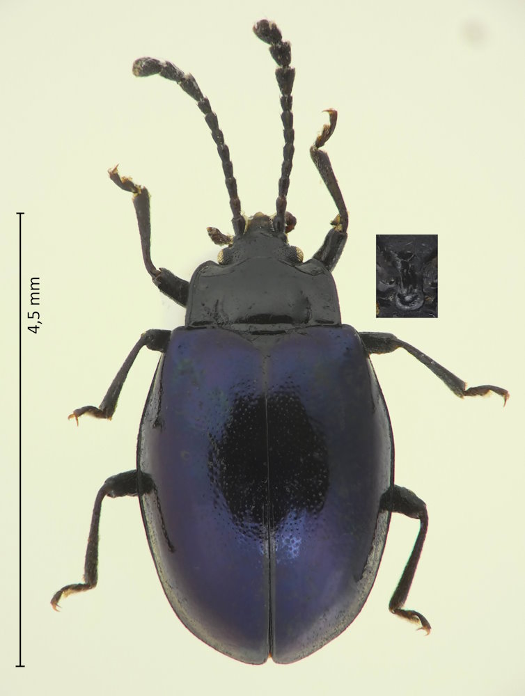 Endomychus gorhami