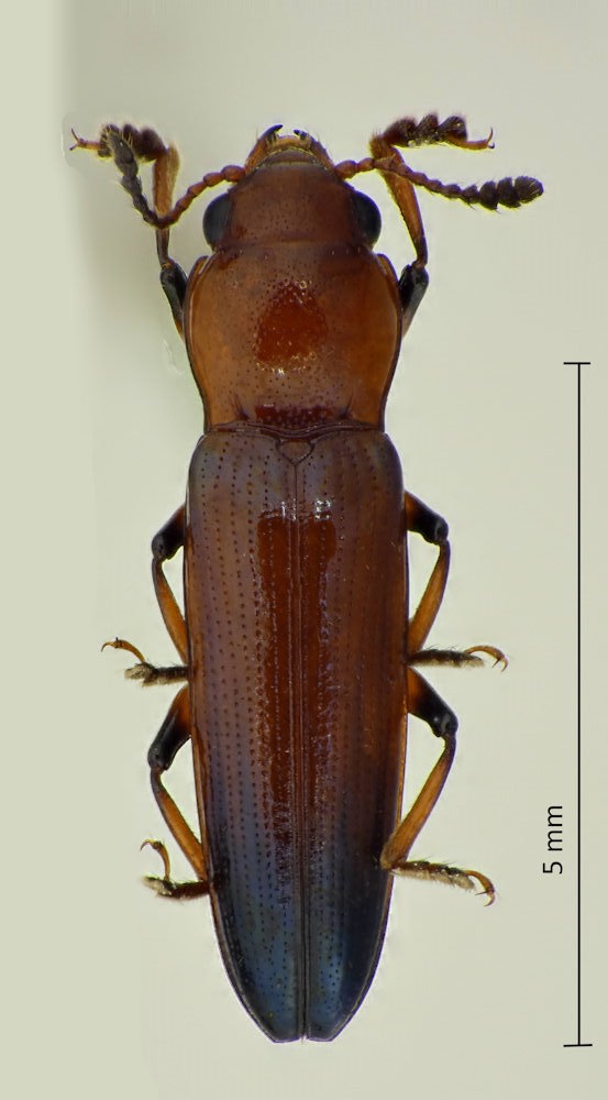 Anadastus praeustus